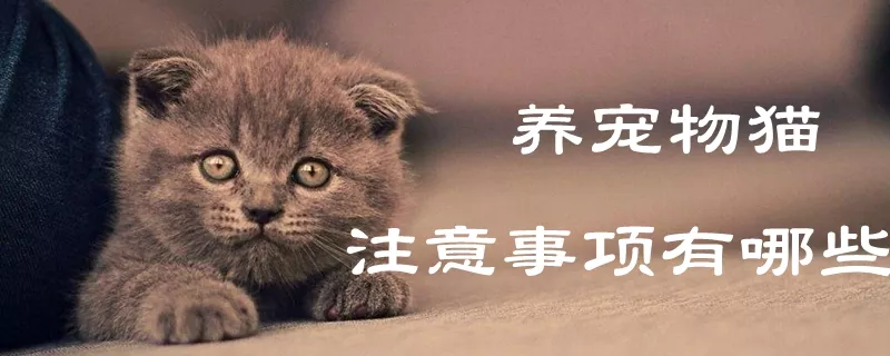 养宠物猫的注意事项有哪些