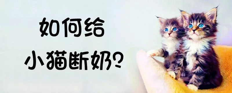 如何给小猫断奶