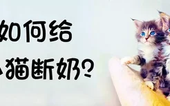 如何给小猫断奶