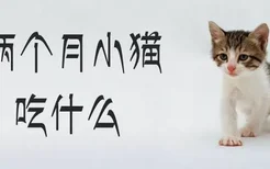 两个月小猫吃什么