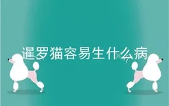 暹罗猫容易生什么病