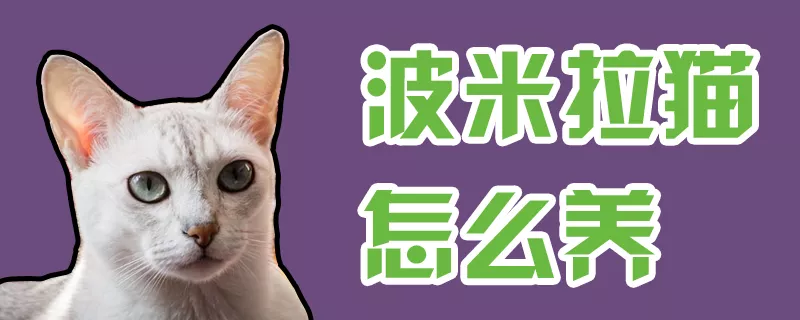 波米拉猫怎么养