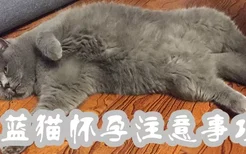 蓝猫怀孕注意事项