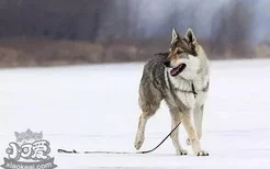 捷克狼犬拉稀怎么处理 捷克狼犬拉肚子解决方法