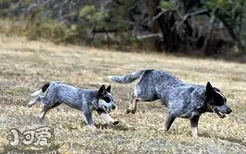 澳大利亚牧牛犬呕吐是什么原因