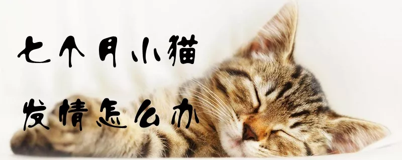 七个月小猫发情怎么办