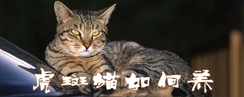 虎斑猫如何养