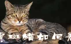 虎斑猫如何养