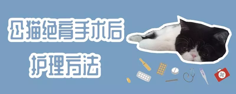 公猫绝育手术后护理方法