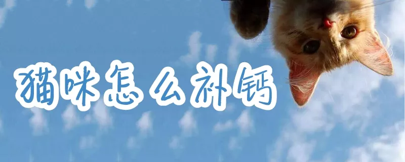 猫咪怎么补钙