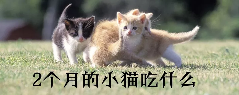 2个月的小猫吃什么