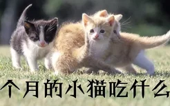 2个月的小猫吃什么