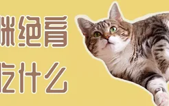 猫咪绝育后吃什么