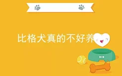 比格犬真的不好养吗