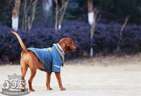 红骨猎浣熊犬什么时候训练好 红骨猎浣熊犬训练最佳时间