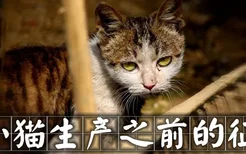 小猫生产之前的征兆有哪些