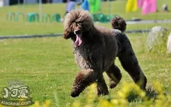 巨型贵宾犬感冒吃什么药好 巨型贵宾犬感冒治疗方法