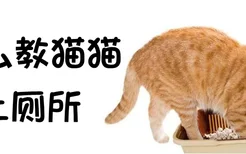 怎么教猫猫上厕所