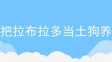 把拉布拉多当土狗养