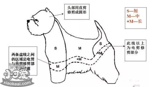 西高地白梗怎么修毛 西高地白梗修剪毛发教程详解1