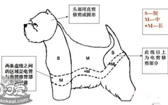 西高地白梗怎么修毛 西高地白梗修剪毛发教程详解