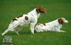 布列塔尼犬怎么洗澡 布列塔尼犬洗澡流程步骤