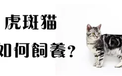 虎斑猫如何饲养