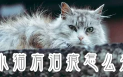 小猫有泪痕怎么办