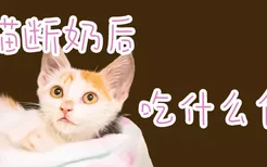 小猫断奶后吃什么食物