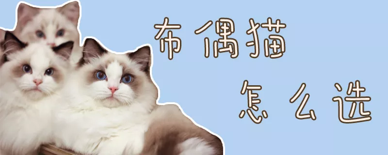 布偶猫怎么选