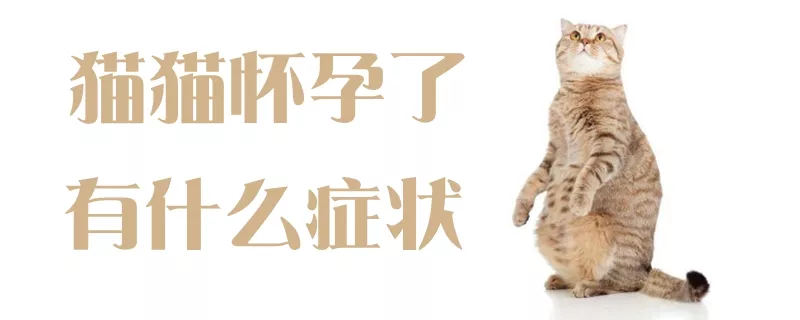 猫猫怀孕了有什么症状