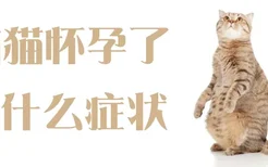 猫猫怀孕了有什么症状