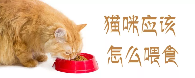 猫咪应该怎么喂食