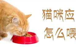 猫咪应该怎么喂食