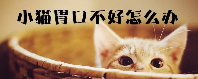 小猫胃口不好怎么办