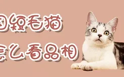 美国短毛猫怎么看品相