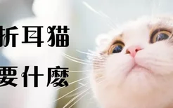 养折耳猫需要什么