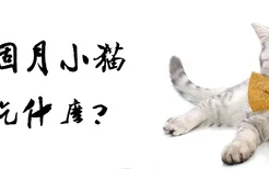 三个月小猫吃什么