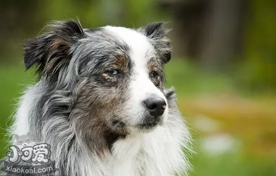 澳洲牧羊犬怎么养护 澳大利亚牧羊犬养护知识