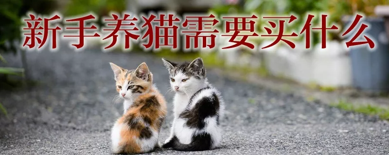 新手养猫需要买什么