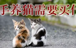 新手养猫需要买什么