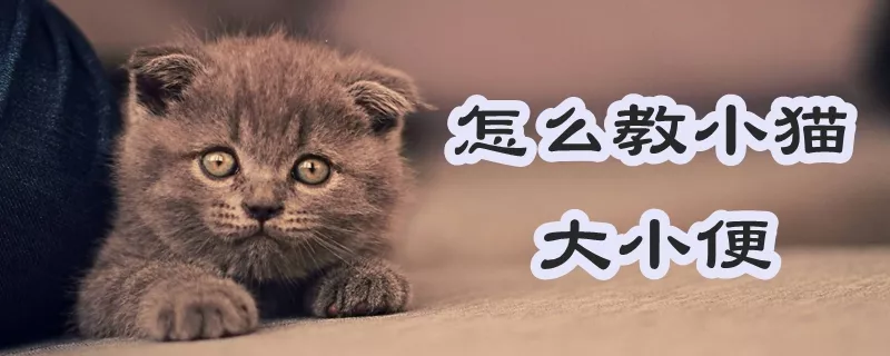 怎么教小猫大小便