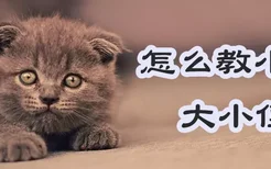 怎么教小猫大小便