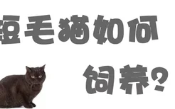 短毛猫如何饲养