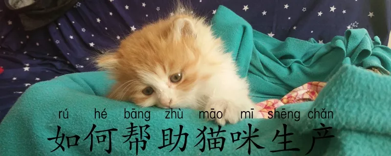 如何帮助猫咪生产