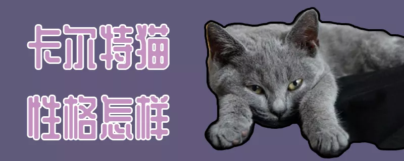 卡尔特猫性格怎样