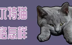 卡尔特猫性格怎样