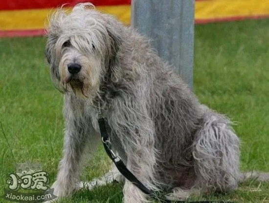 奥达猎犬随行怎么训练 猎水獭犬出门随行训练方法1