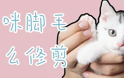 猫咪脚毛怎么修剪