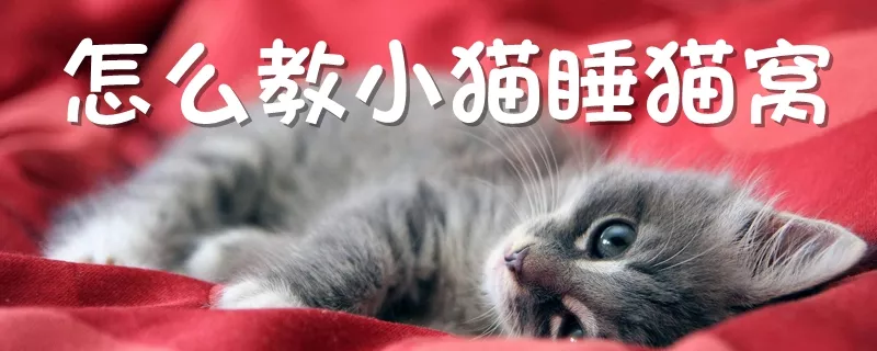 怎么教小猫睡猫窝